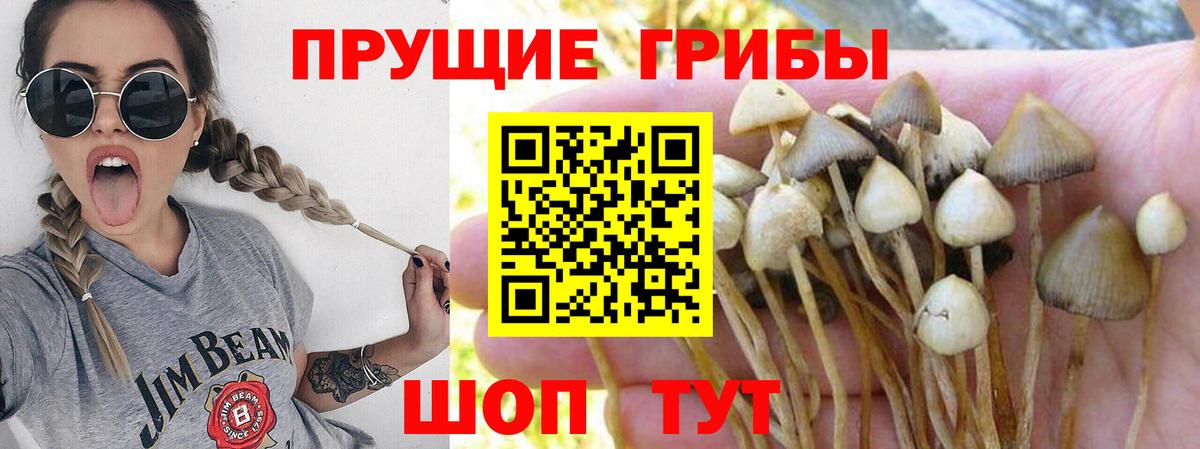Галлюциногенные грибы прущие грибы  Псилоцибиновые грибы GOLDEN TEACHER  Дербент  Вход с VPN 